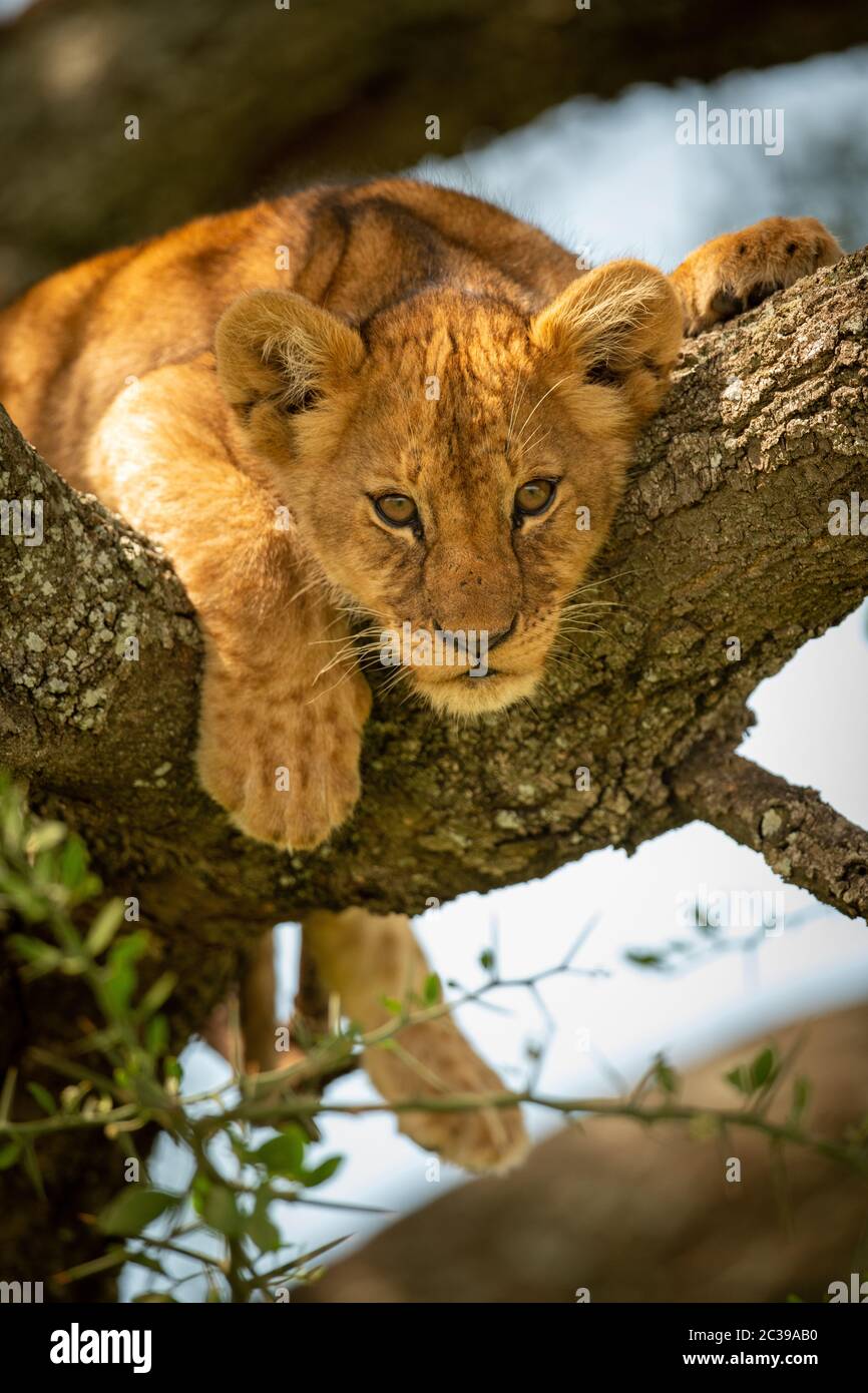 Lion cub lies looking out from branch Stock Photo - Alamy