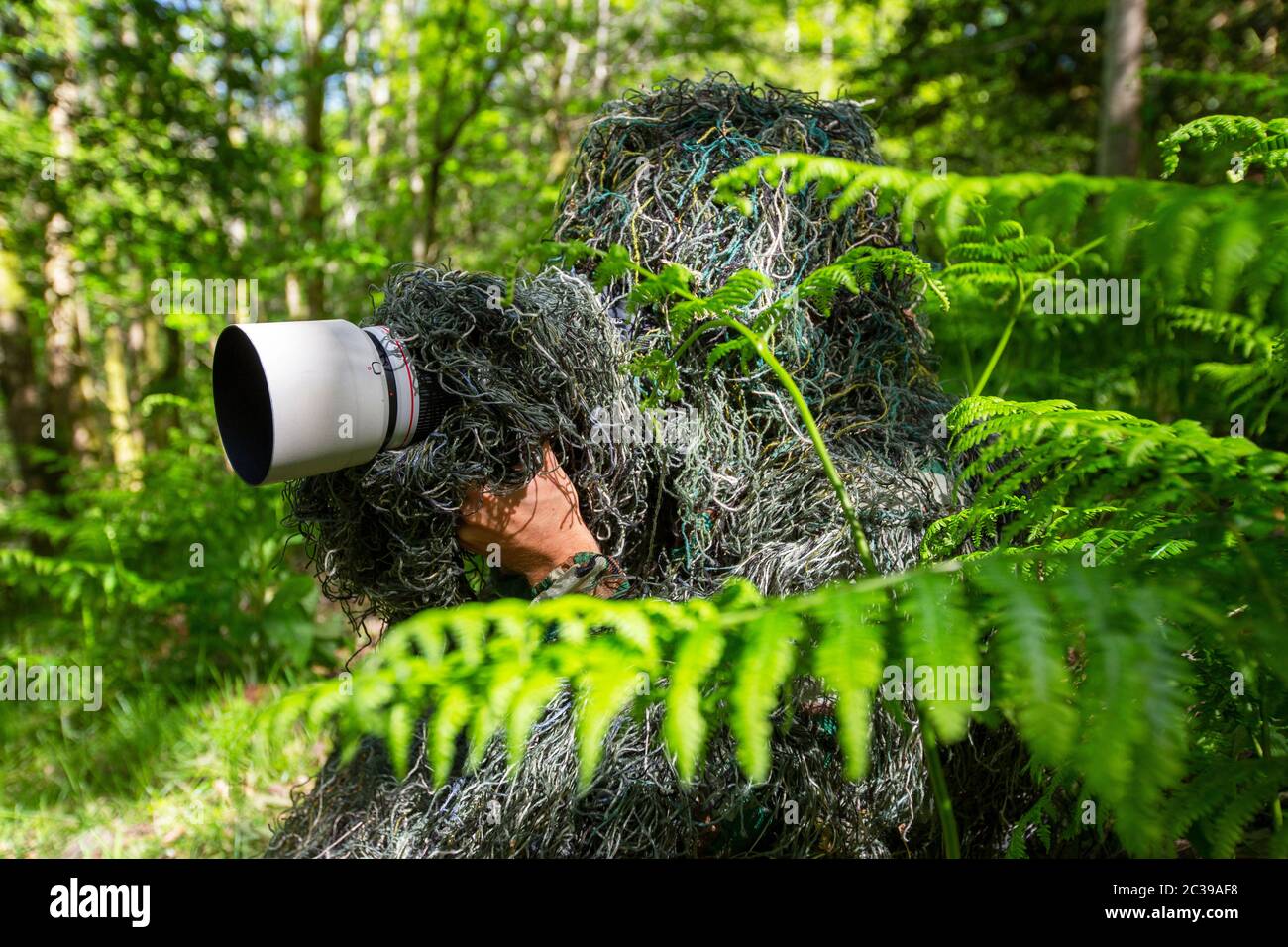 A wildlife photographer wearing a camouflage suit, Lake District, UK., bracken, fern Stock Photo ...