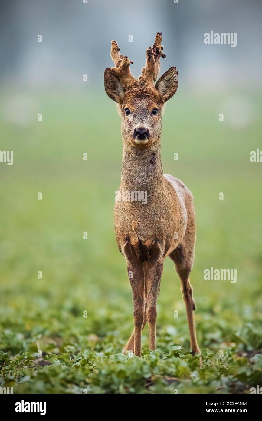 Roe deer, capreolus capreolus, buck with big antlers covered in velvet. Curious alerted wild animal in winter. Roebuck sheding velvet. Stock Photo