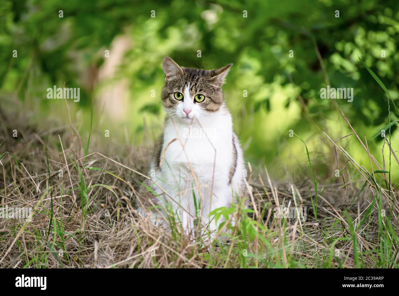 Portrait of a tabby gray stray cat with green eye sitting and looking ...