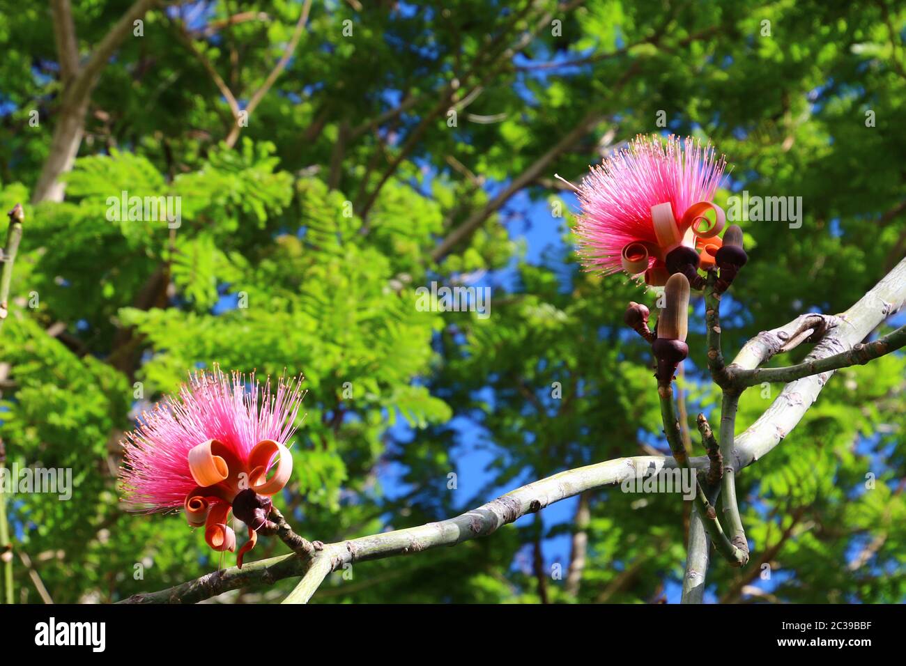 Pink shaving brush tree, Cuba Stock Photo