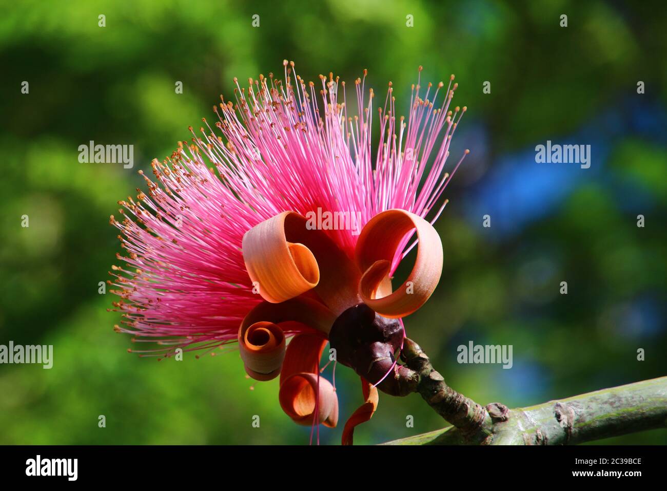 Pink shaving brush tree, Cuba Stock Photo