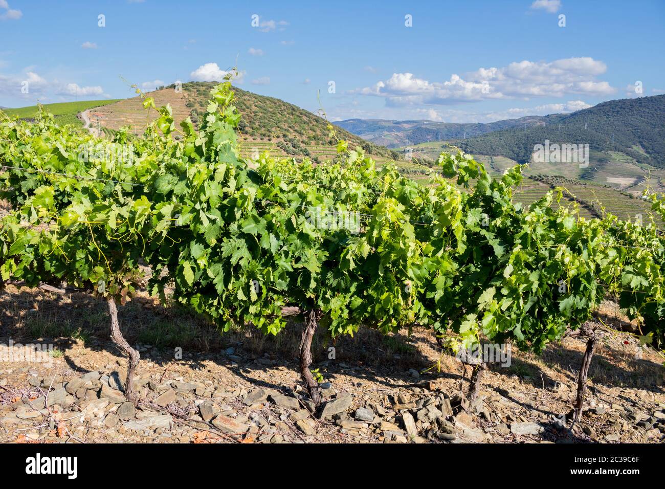 Vines In A Vineyard Of Porto Wine At Pinhao Douro Portugal Stock vines-in-a-vineyard-of-porto-wine-at-pinhao-douro-portugal-stock