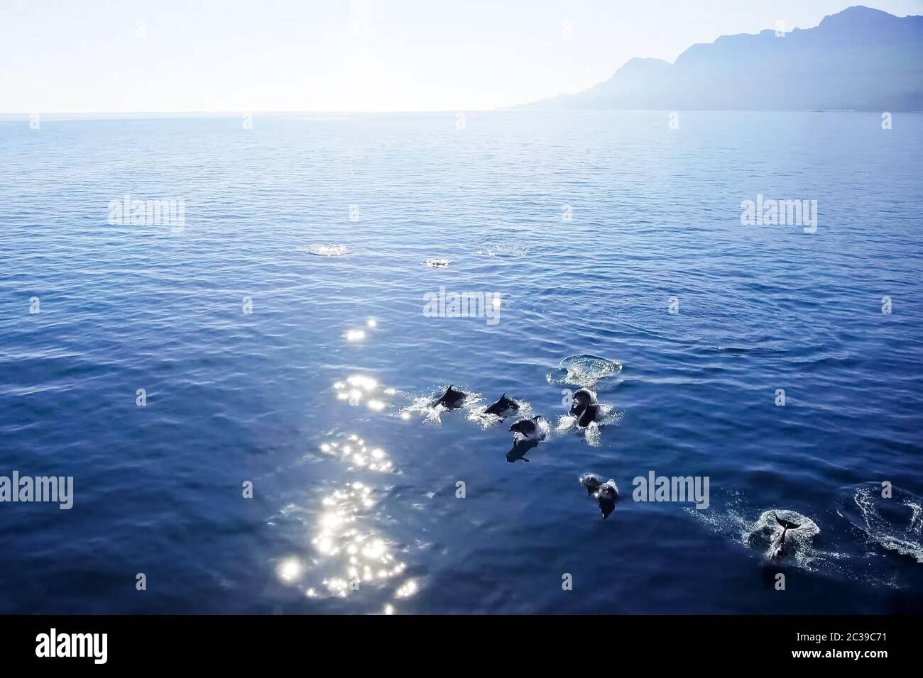 Top view of bottlenose dolphins in sea water. wild dolphins in the ...