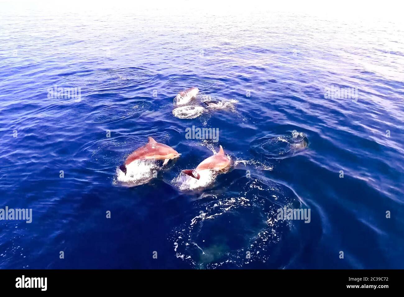 Top view of bottlenose dolphins in sea water. wild dolphins in the ...