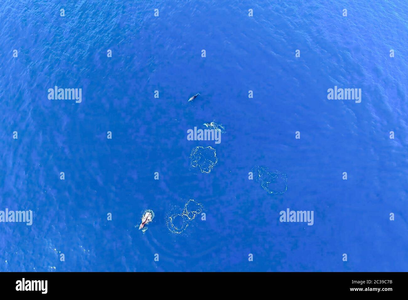 Top view of bottlenose dolphins in sea water. wild dolphins in the ...