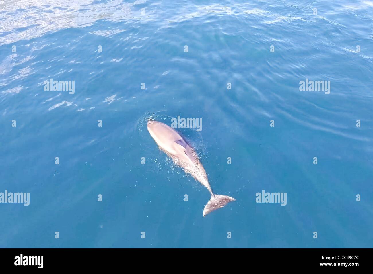 Top view of bottlenose dolphins in sea water. wild dolphins in the ...