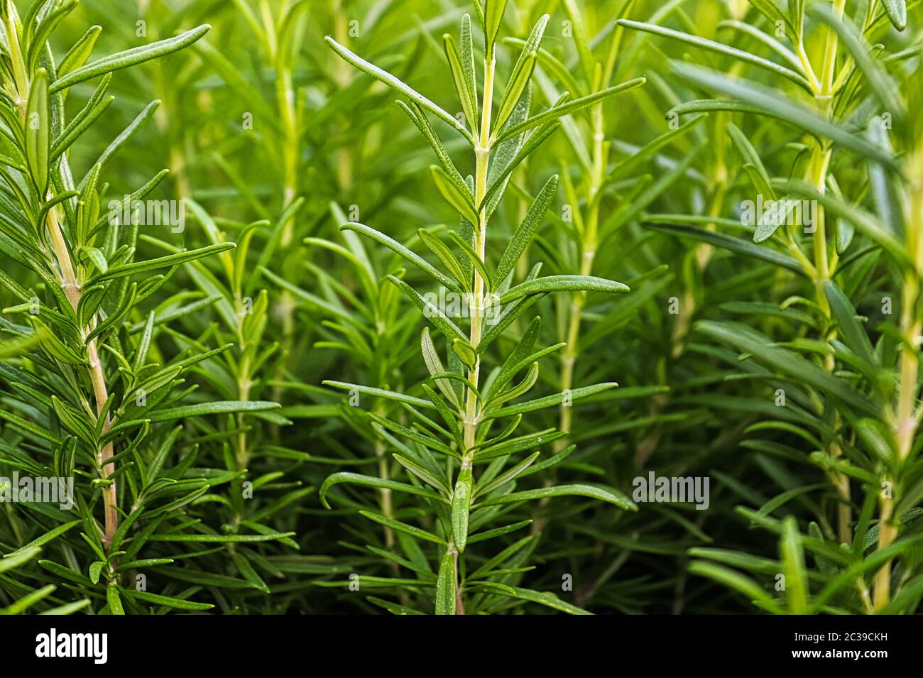 Background of green fresh rosemary herb bunches Stock Photo - Alamy