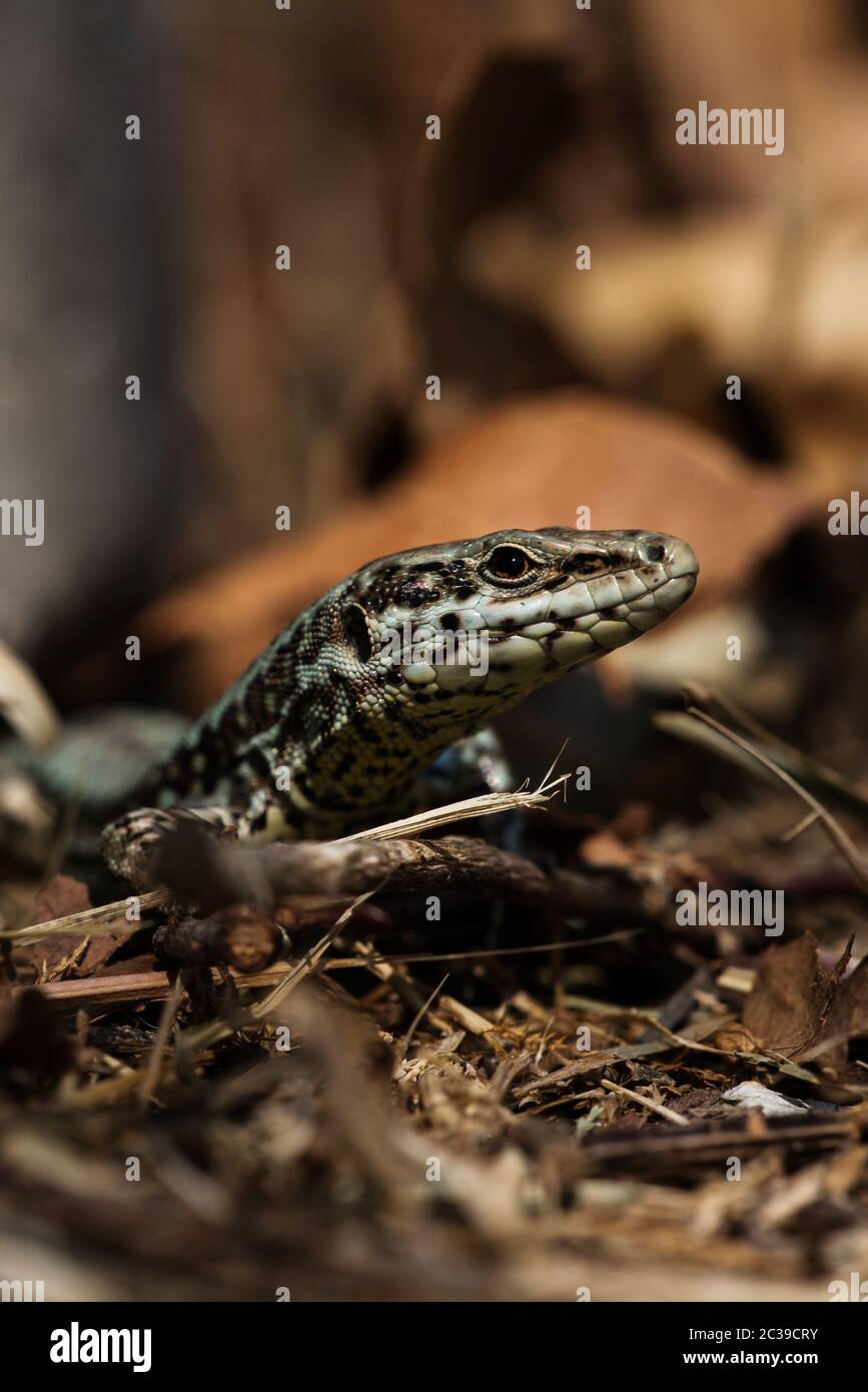 Macro shot of Common Wall Lizard in habitat. Her Latin name is Podarcis