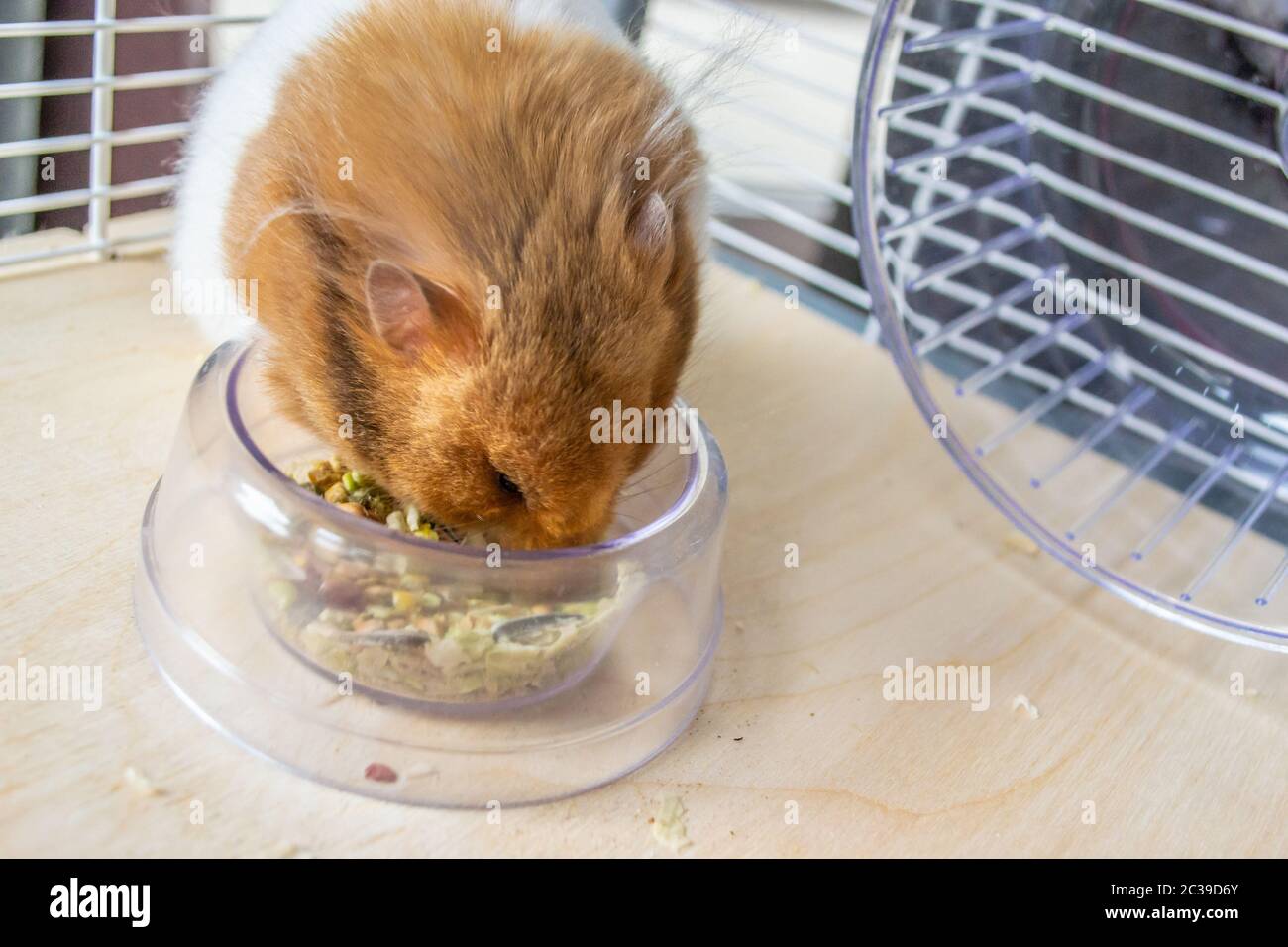 Syrian hamster eating from food bowl Stock Photo Alamy