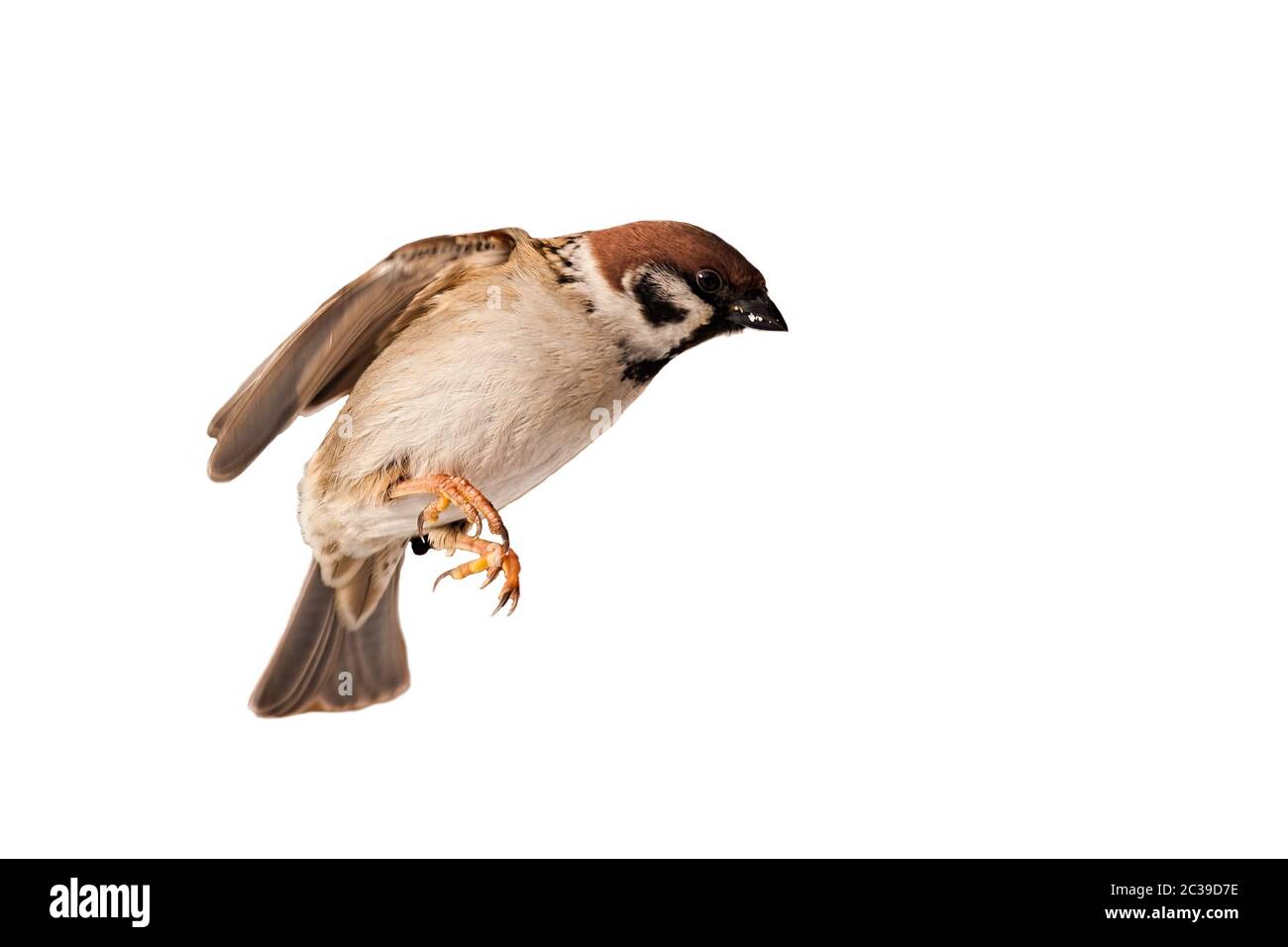Eurasian tree sparrow, passer montanus, landing with wings open isolated on white background. Small bird with brown plumage flying in garden on countr Stock Photo