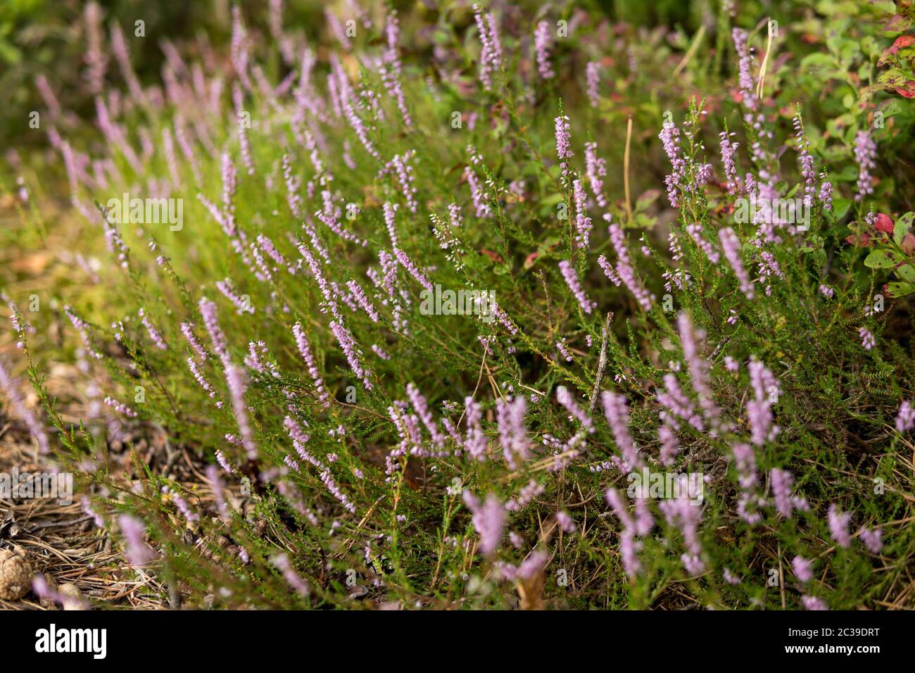 close up of purple flowers of heather growing in a forest Stock Photo