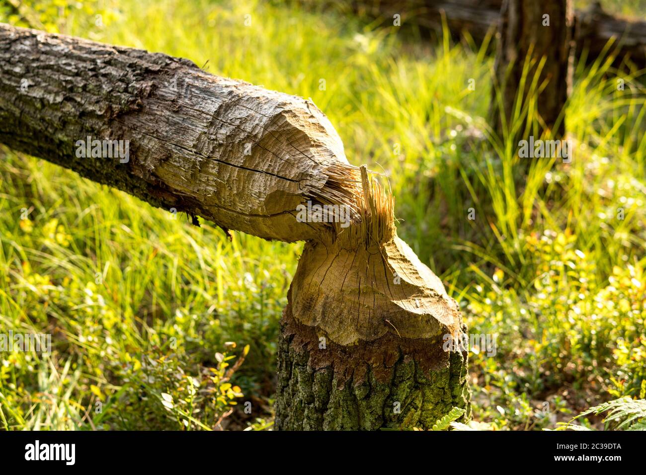 waterside tree cutted by an eurasian beaver Stock Photo - Alamy