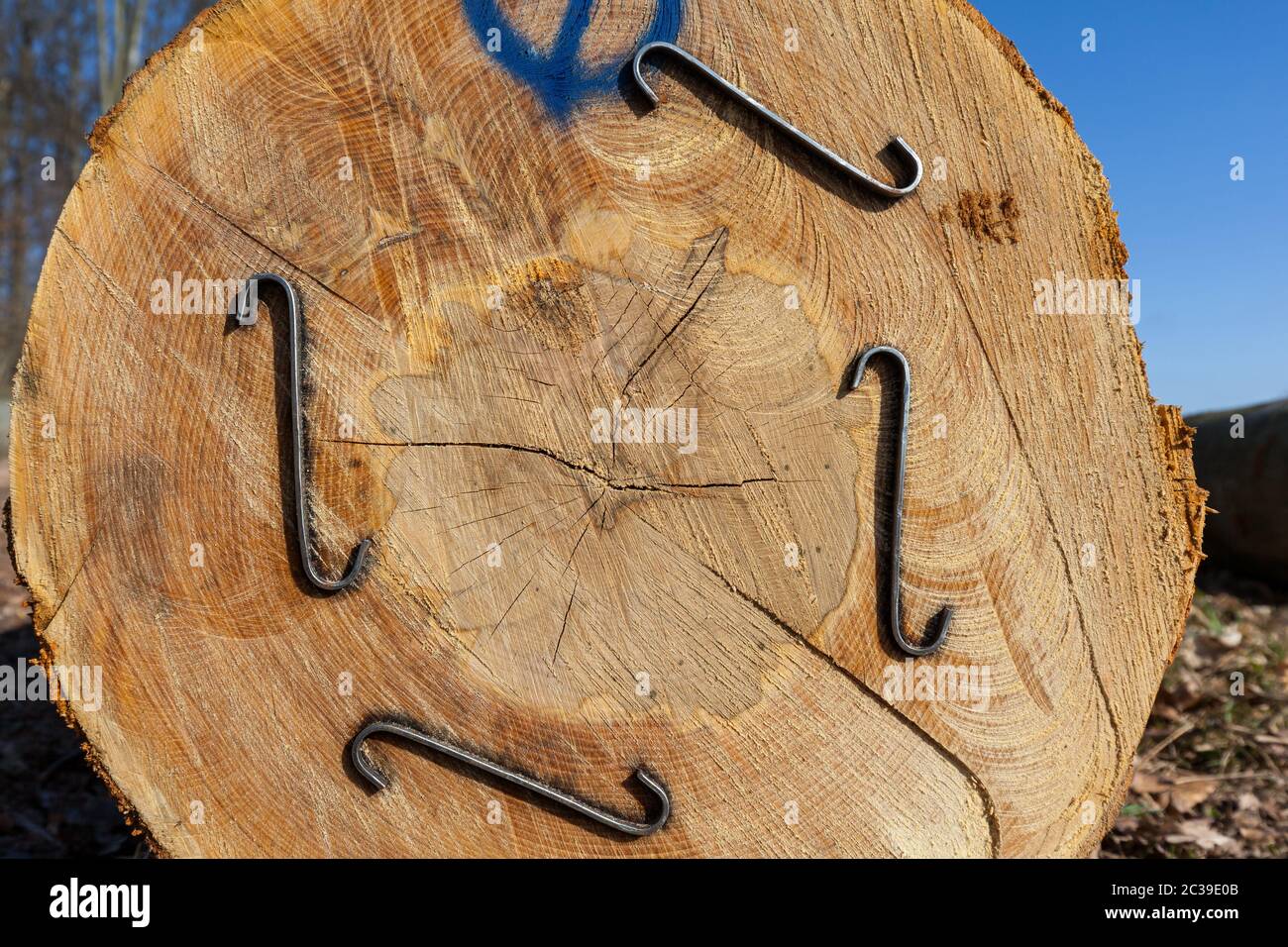 tree trunk beech raw material wood Stock Photo