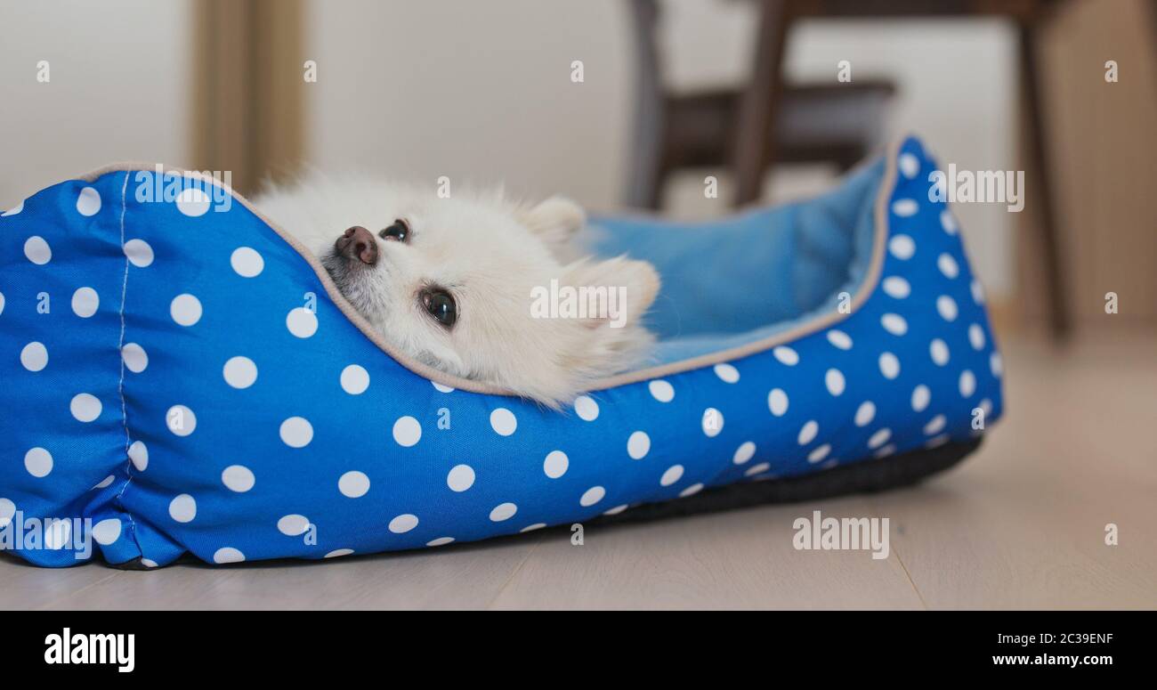 Pomeranian dog sleep on bed Stock Photo Alamy