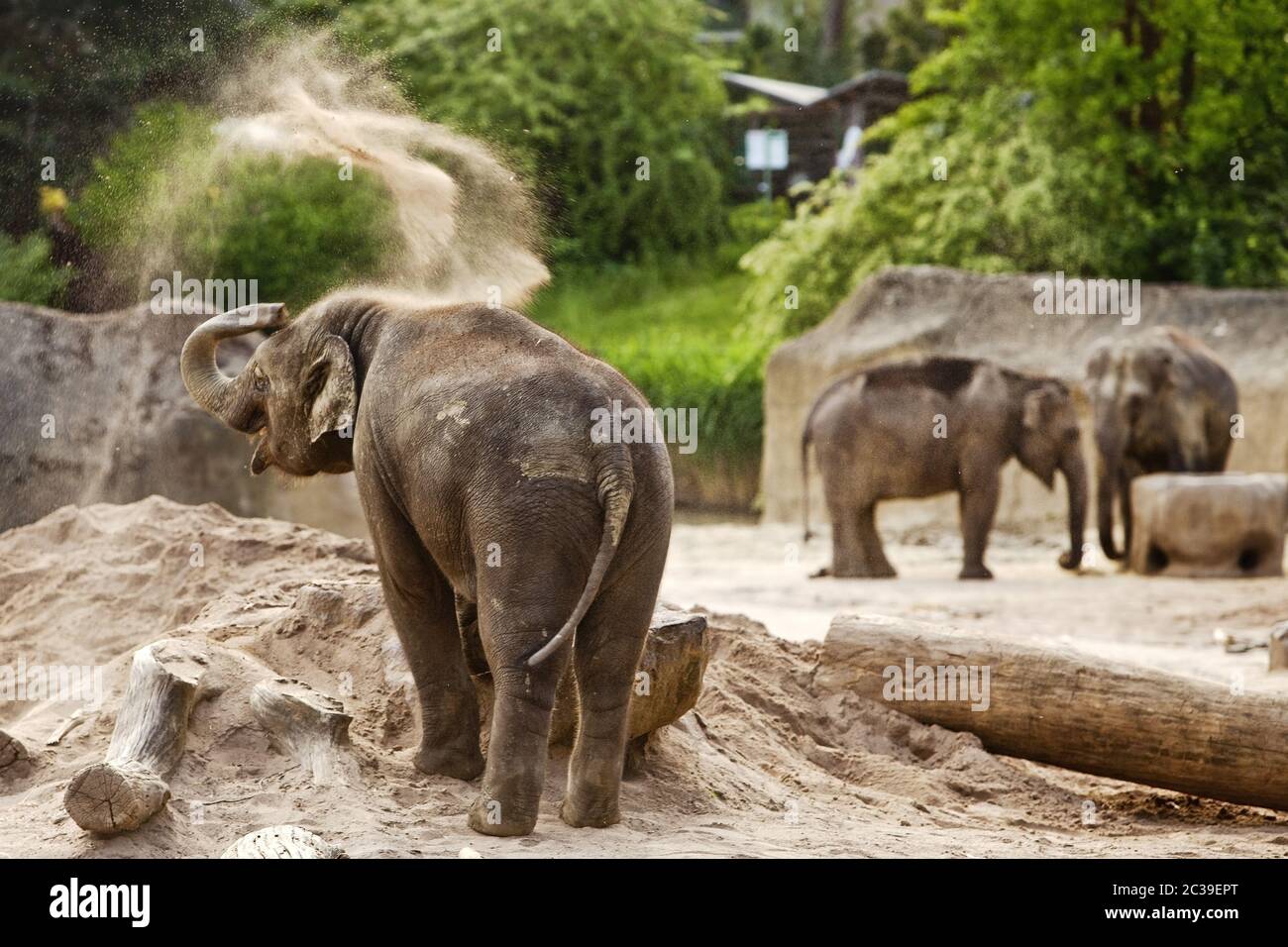 Asian elephant (Elephantidae), zoo, Cologne, Rhineland, North Rhine-Westphalia, Germany, Europe Stock Photo