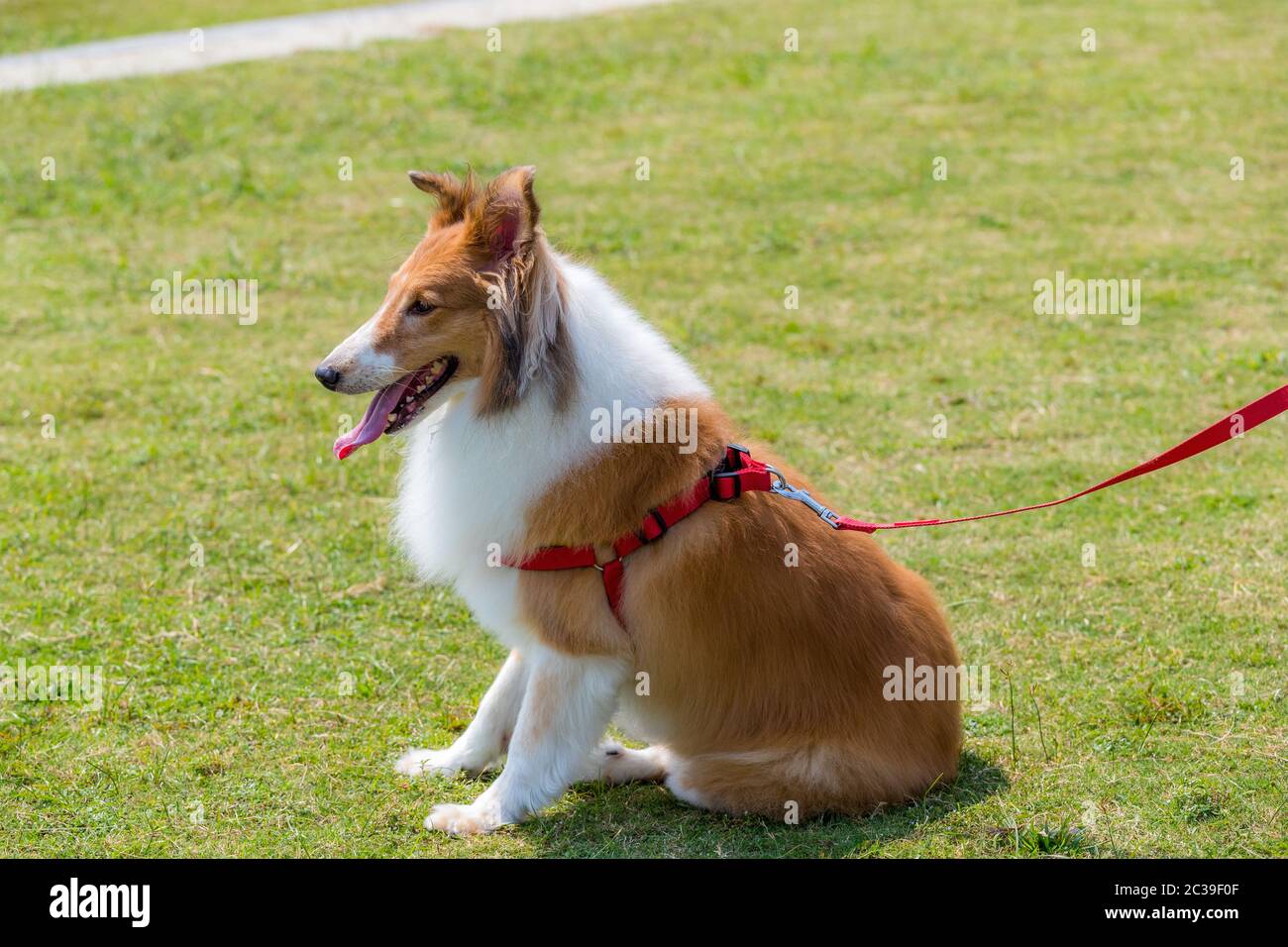 Herding dog sit on green lawn Stock Photo