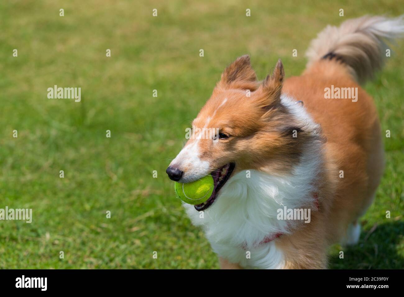Herding dog play ball on green lawn Stock Photo