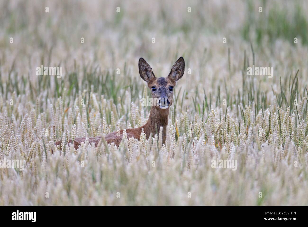 Female Roe Deer in a wheat field / Capreolus capreolus - Triticum aestivum Stock Photo