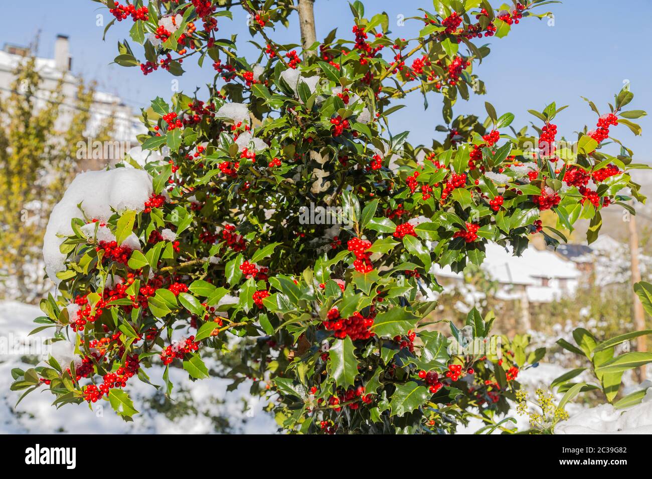 Holly bush with red berries covered in snow Stock Photo - Alamy