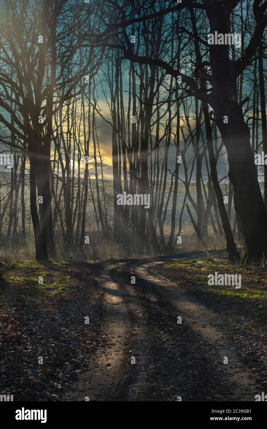 The forest in winter at sunset hi-res stock photography and images - Alamy