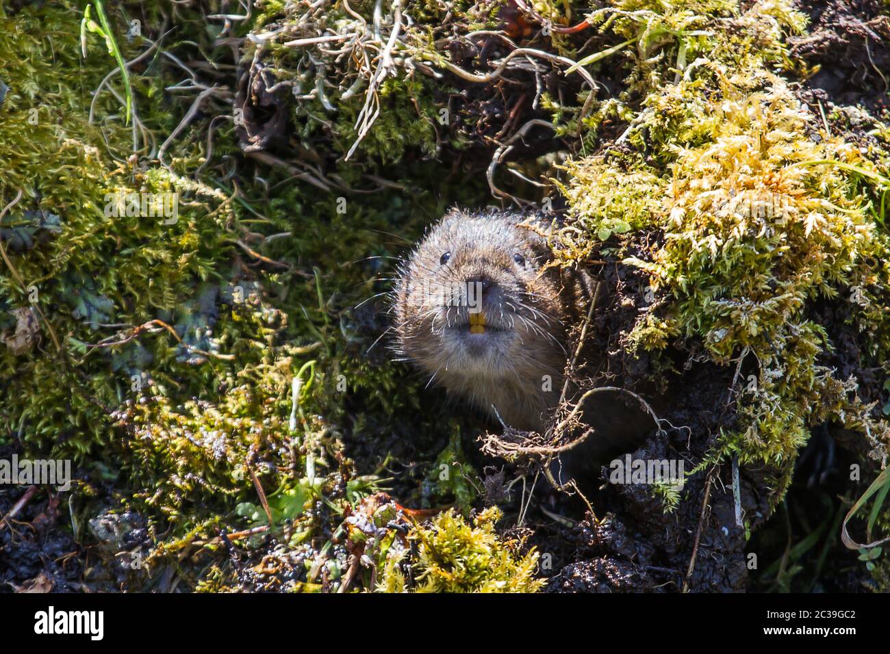Closeup photo of a Water vole Stock Photo
