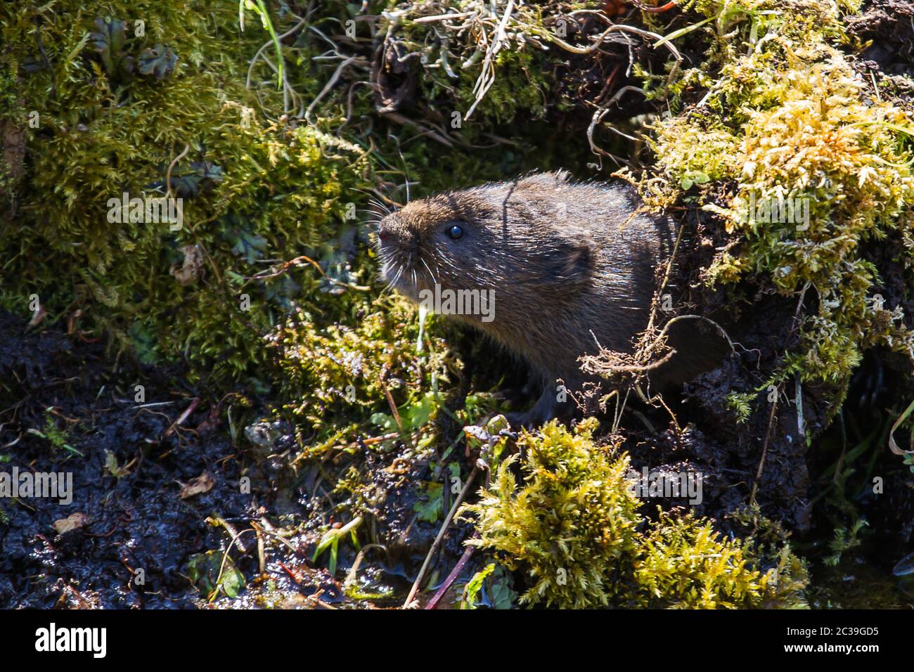 Closeup photo of a Water vole Stock Photo