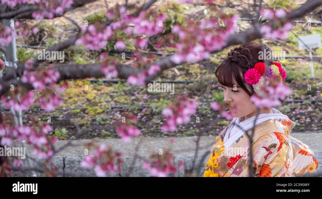 Beautiful Japanese girl in colorful kimono with cherry blossom in the foreground at Sumida Park, Tokyo, Japan. Stock Photo