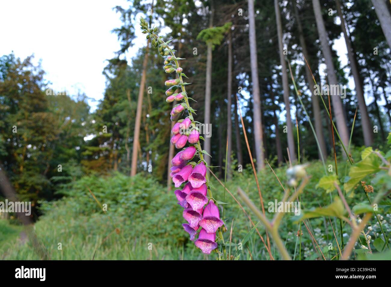 Foxgloves (digitalis) wildflowers in woods near Westerham, Kent, at Hosey Common. Toxic plant but with medicinal chemical. V popular with bees Stock Photo