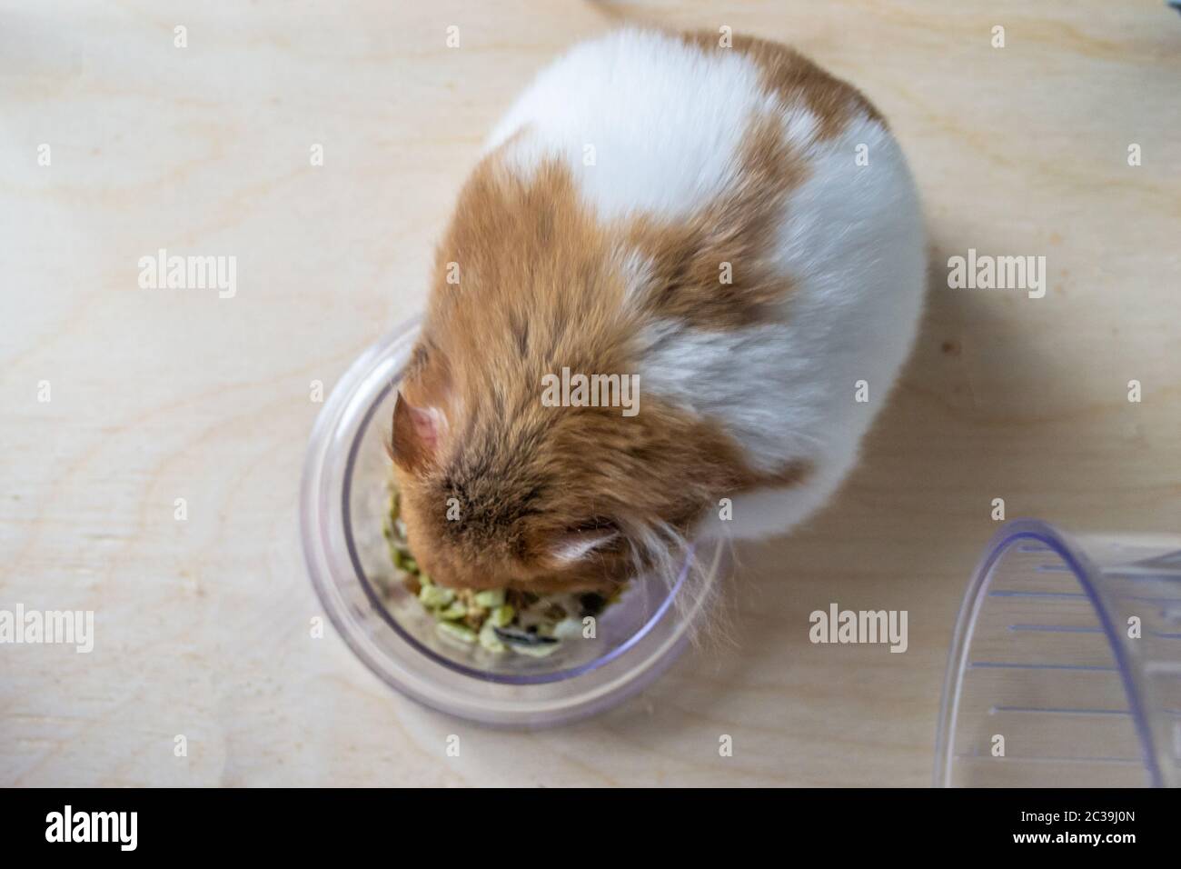 Syrian hamster eating from food bowl Stock Photo Alamy