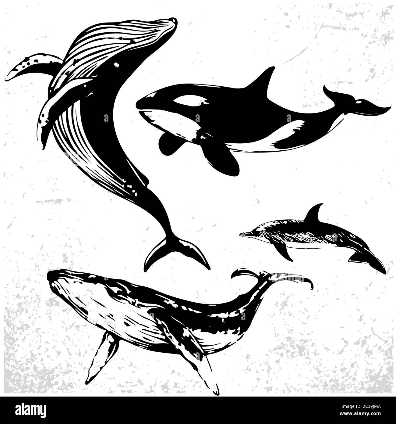 Whales Set, Collection Of Different Hand Drawn Whales. black and white ...