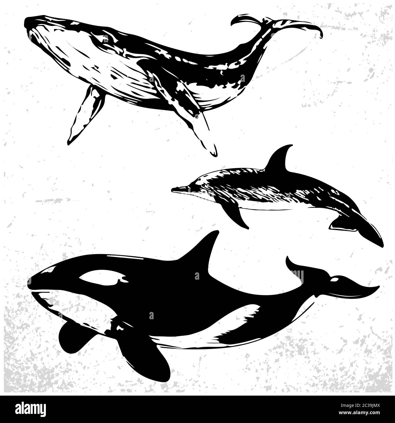 collection of different whales, black and white drawings of oceanic mammals. Vector Illustration Stock Vector