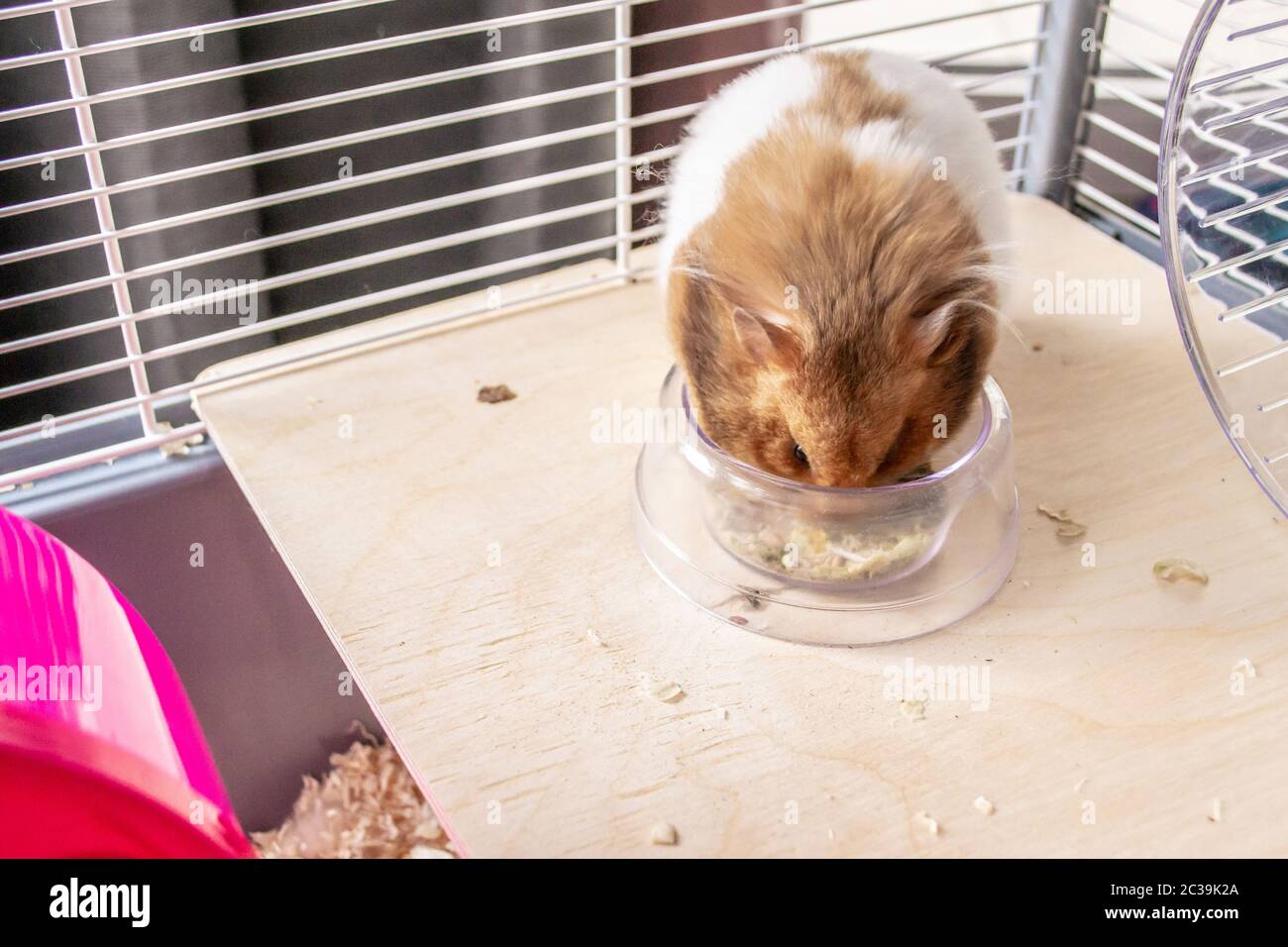 Syrian hamster eating from food bowl Stock Photo Alamy