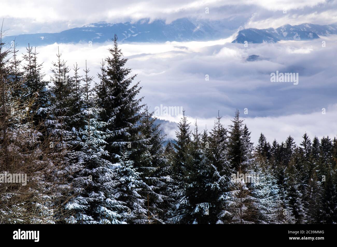 Snow covered fir trees against blue sky on cold winter Stock Photo - Alamy