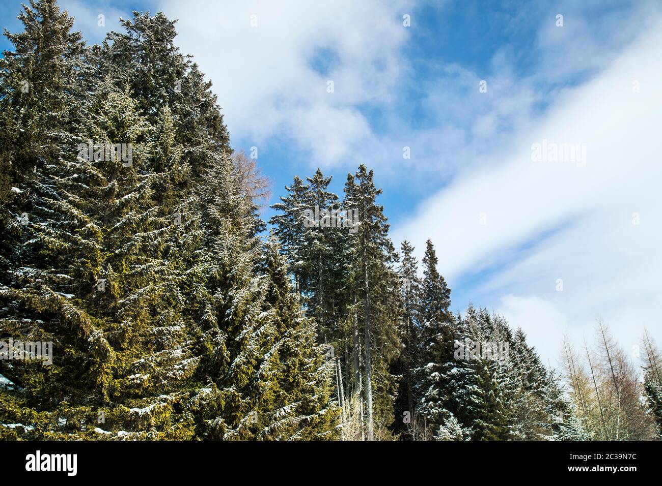 Snow covered fir trees against blue sky on cold winter Stock Photo - Alamy