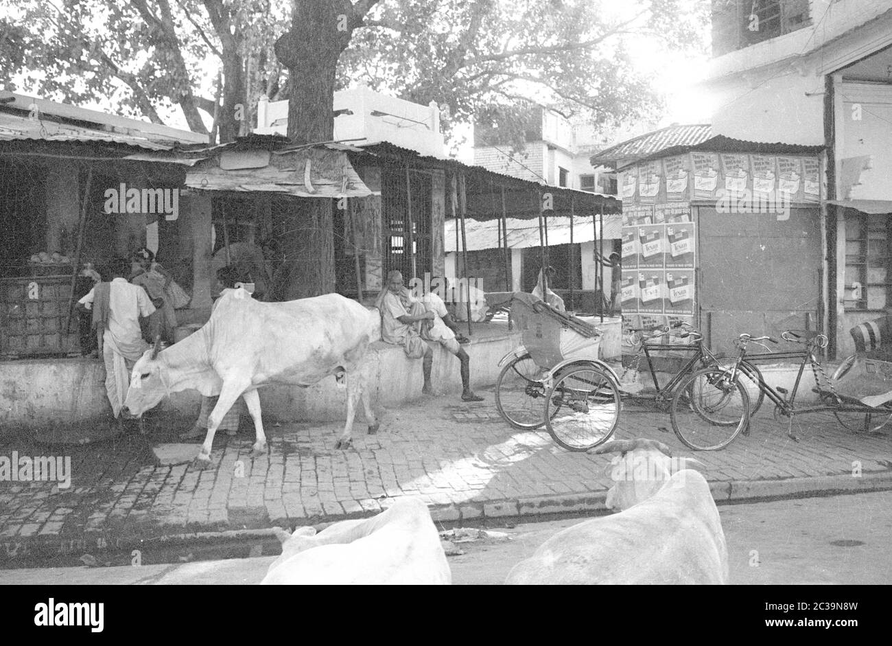 Cows roaming freely in the Indian city of Benares. In the Hindu faith cows are considered holy animals. Stock Photo
