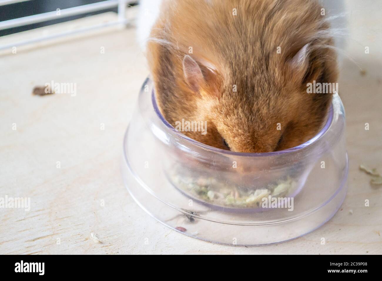Syrian hamster eating from food bowl Stock Photo Alamy