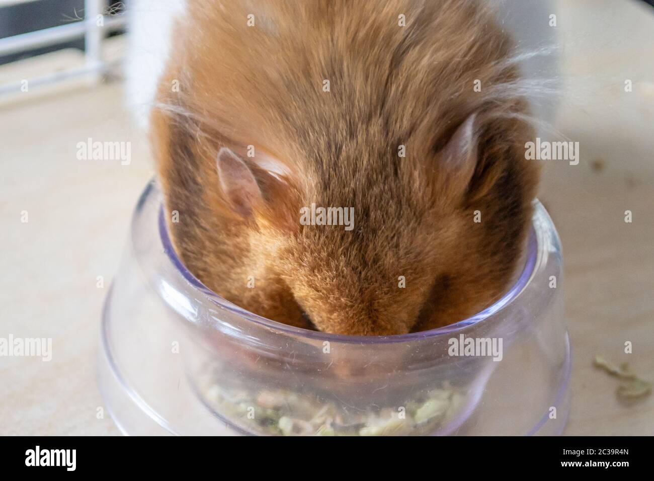 Hamster storing food hi-res stock photography and images - Alamy