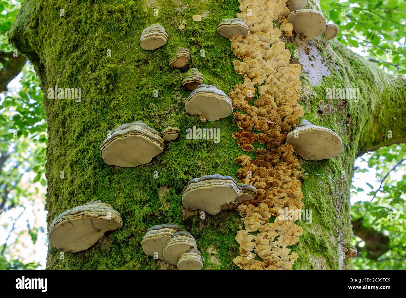 Various funghi including Bracket funghi and horse shoe funghi on a Beech Tree in Jiffy Knott Woods near Ambleside, Lake District, UK. Stock Photo