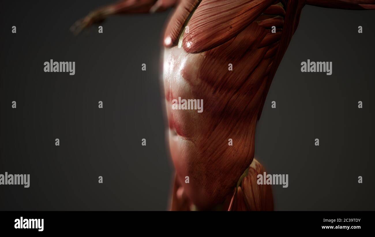 Muscular System of human body animation Stock Photo - Alamy