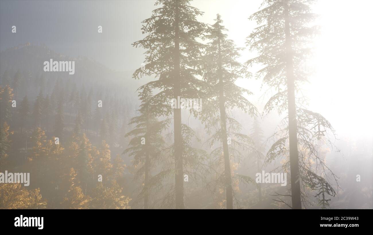 Calm moody forest in misty fog in the morning Stock Photo - Alamy