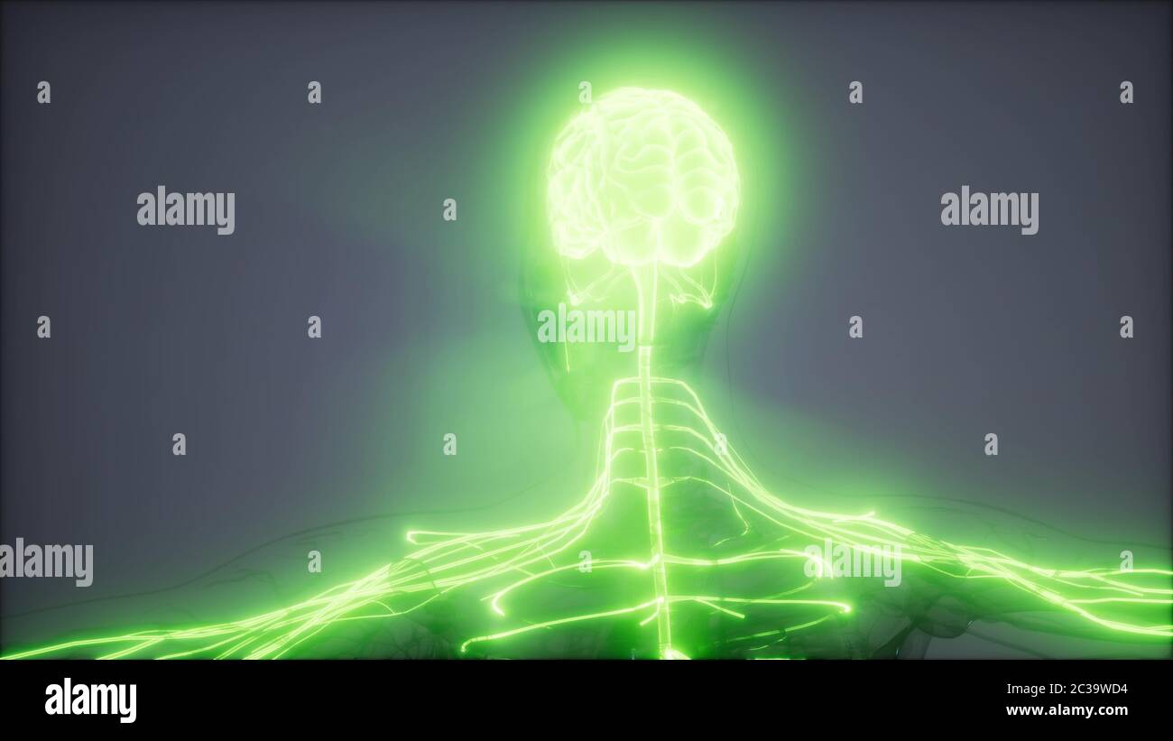 Human Brain Radiology Exam Stock Photo