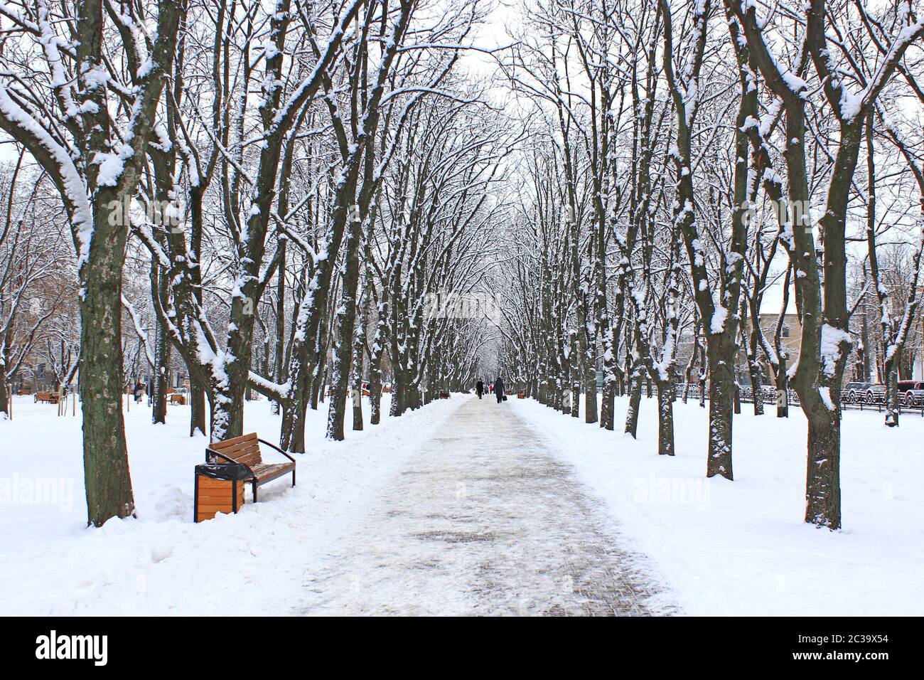 Beautiful park alley with bench and trees in winter sunny day. Beautiful park with promenade path Stock Photo