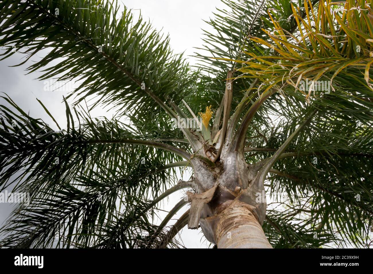 Palm tree seen from below with sprouts in summer Stock Photo