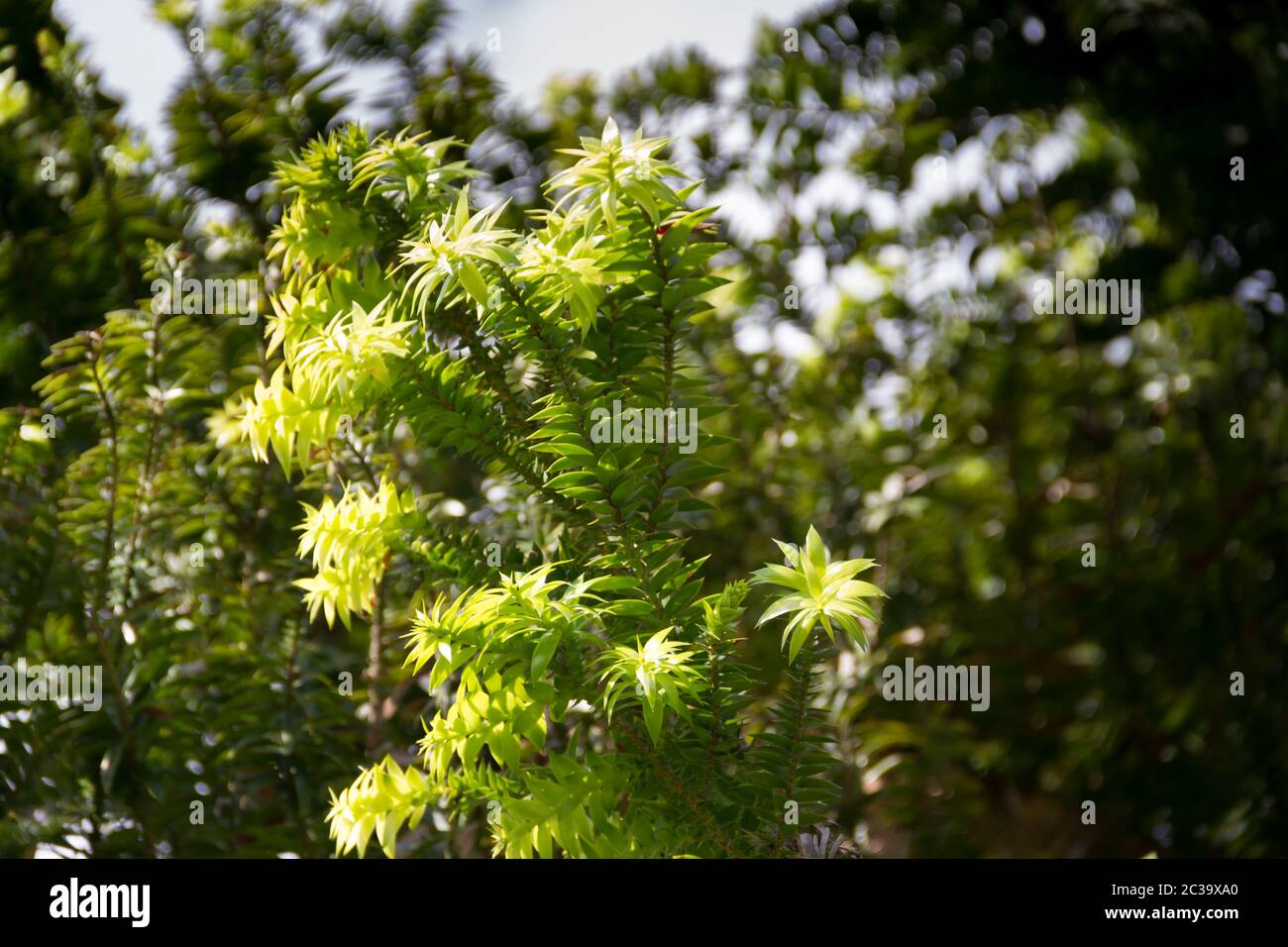 green araucaria on sky in summer Stock Photo