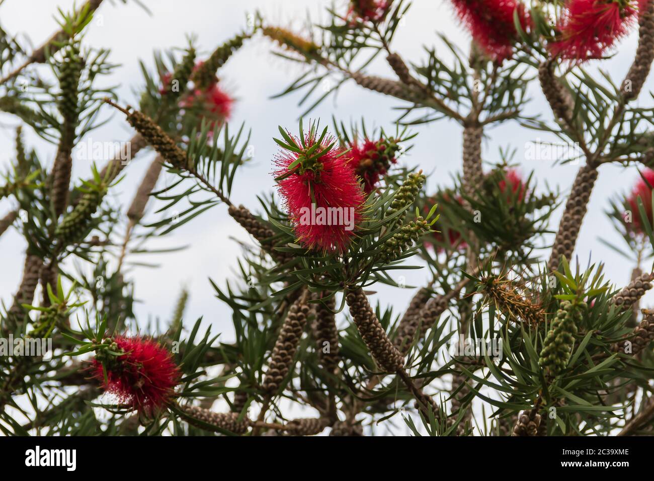 Red Callistemon bloomed in spring Stock Photo