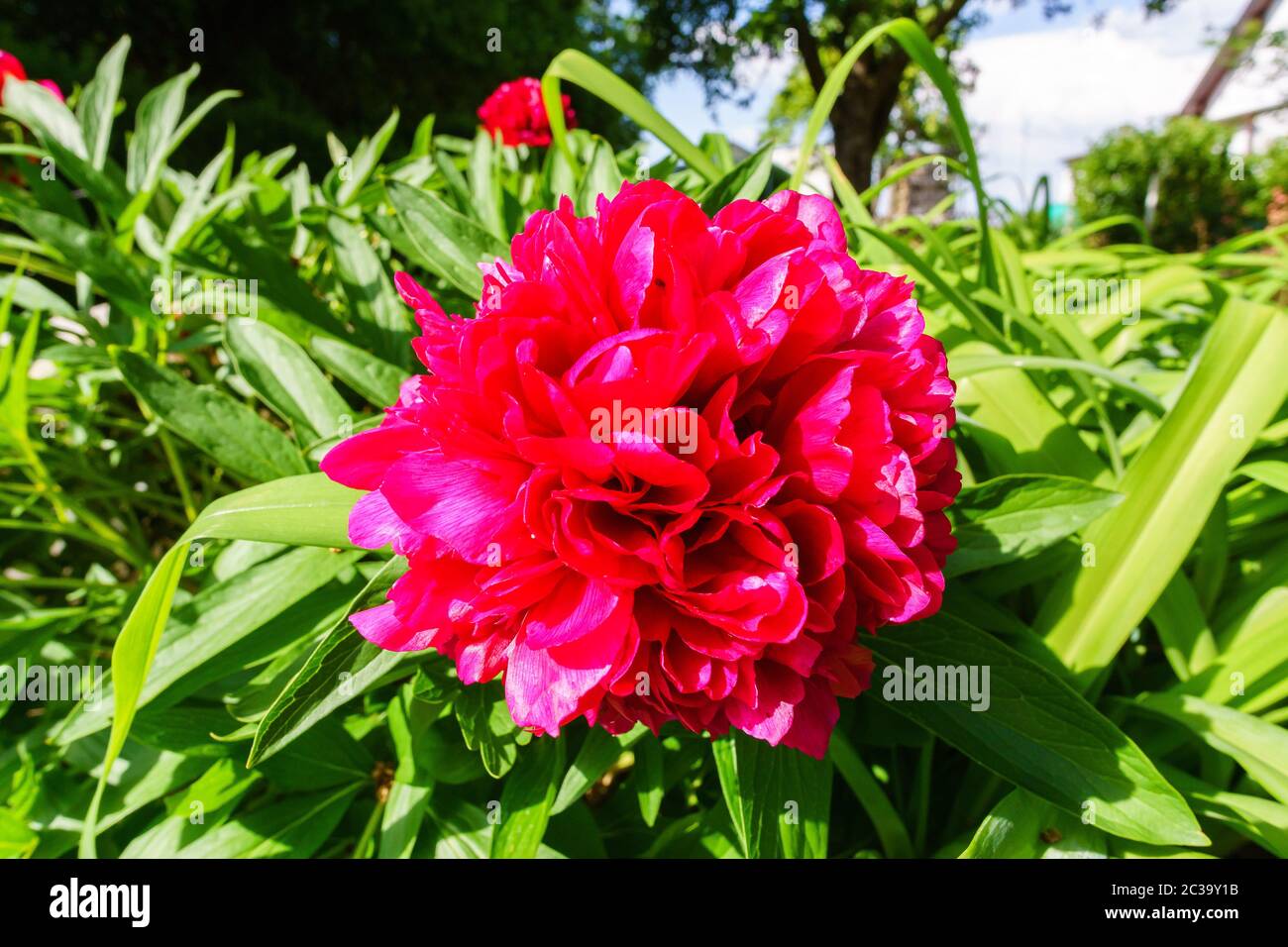 Peony in the Garden Stock Photo