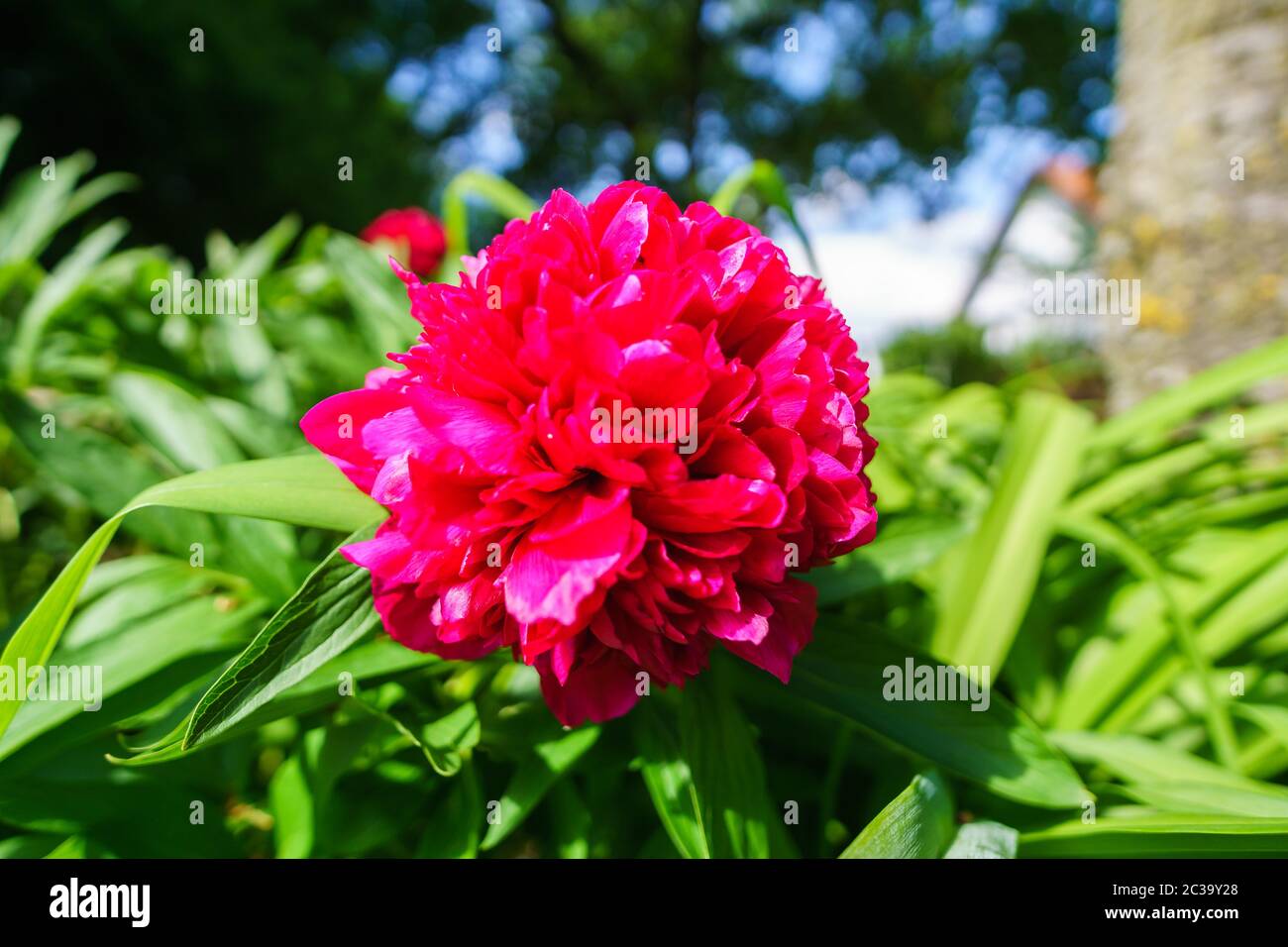 Peony in the Garden Stock Photo