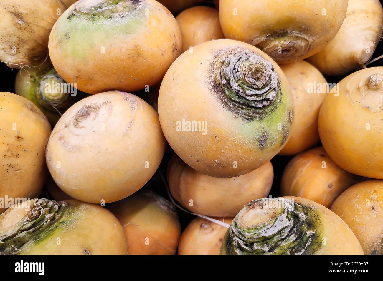 Close-up on a stack of turnip golden balls on a market stall. Stock Photo