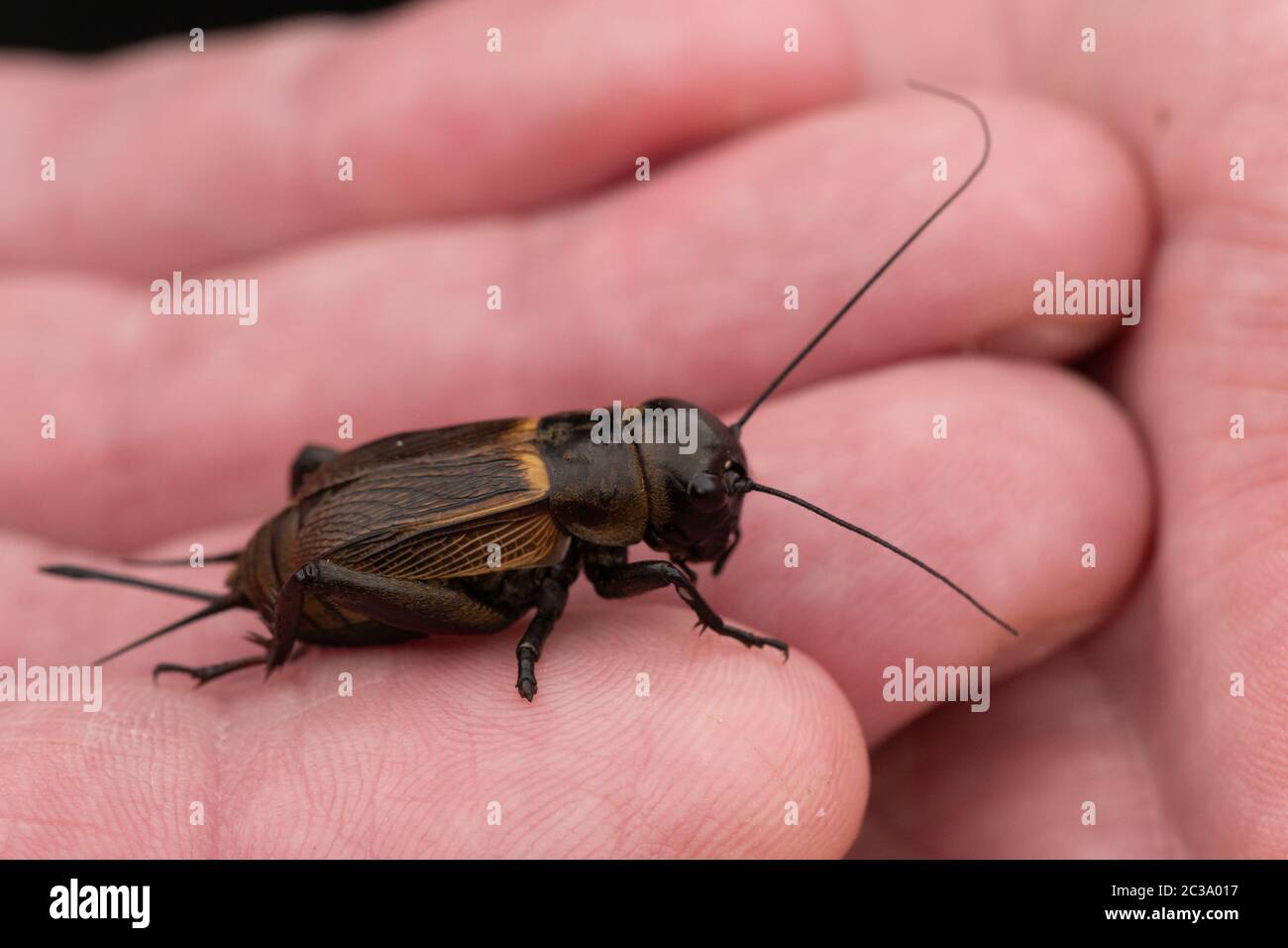 Close-uo of a field cricket on human hand Stock Photo